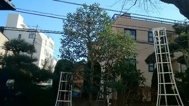モチノキ透かし剪定 Play Green 庭師