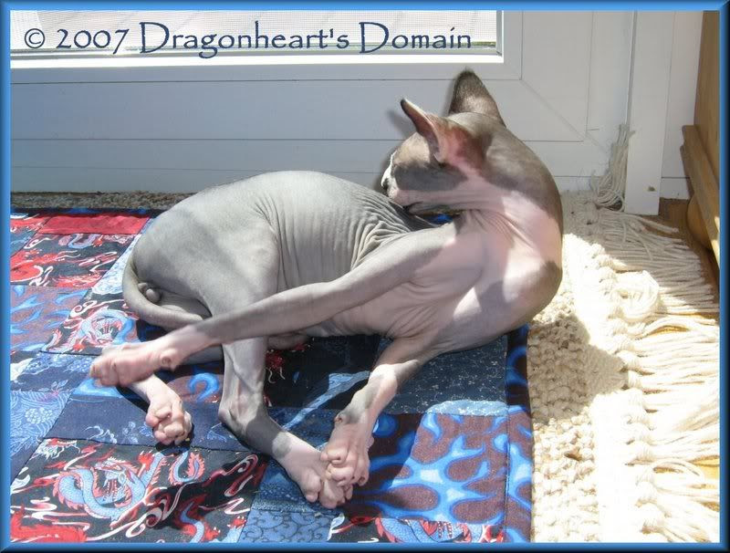 Dragonheart grooming