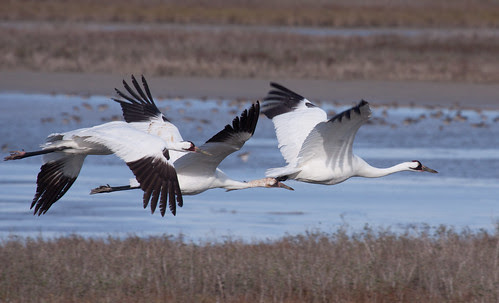 Whooping Crane