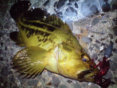 リリアトレマとは 磯魚の寄生虫黒ゴマみたい