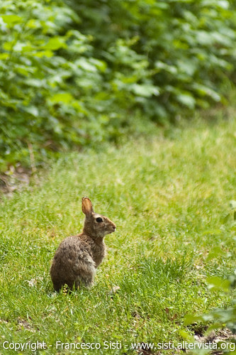 Simpatici amici delle campagne: Lepre europea - Lepus europaeus (Dorno, Lomellina, Provincia di Pavia)