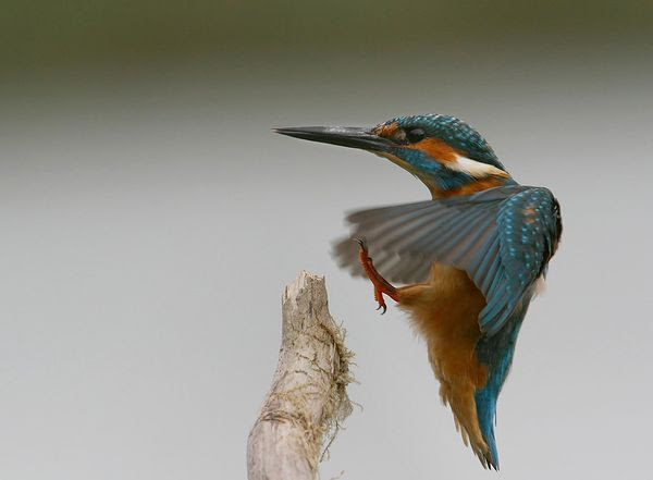 Bird Photography