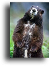 marmot4.jpg