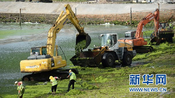 新华网独家连线 山东青岛遭最大规模浒苔侵袭网友 能吃吗 专家这样说 新华网