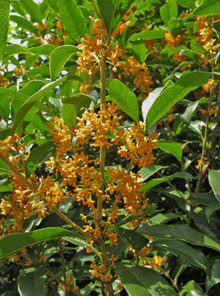 キンモクセイ 金木犀 Osmanthus Fragrans Lour 1790 Var Aurantiacus Makino 1902 科 名 モクセイ科 Oleaceae 属 名 モクセイ属 Osmanthus Lour 1790 中国名 木犀 Mu Xi ギンモクセイ 英語名 Sweet Osmanthus ギンモクセイ 原産地 中国