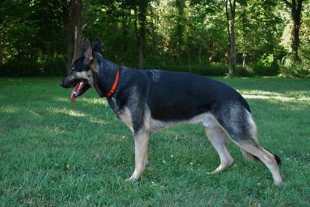 muscle development...questions - German Shepherd Dog Forums