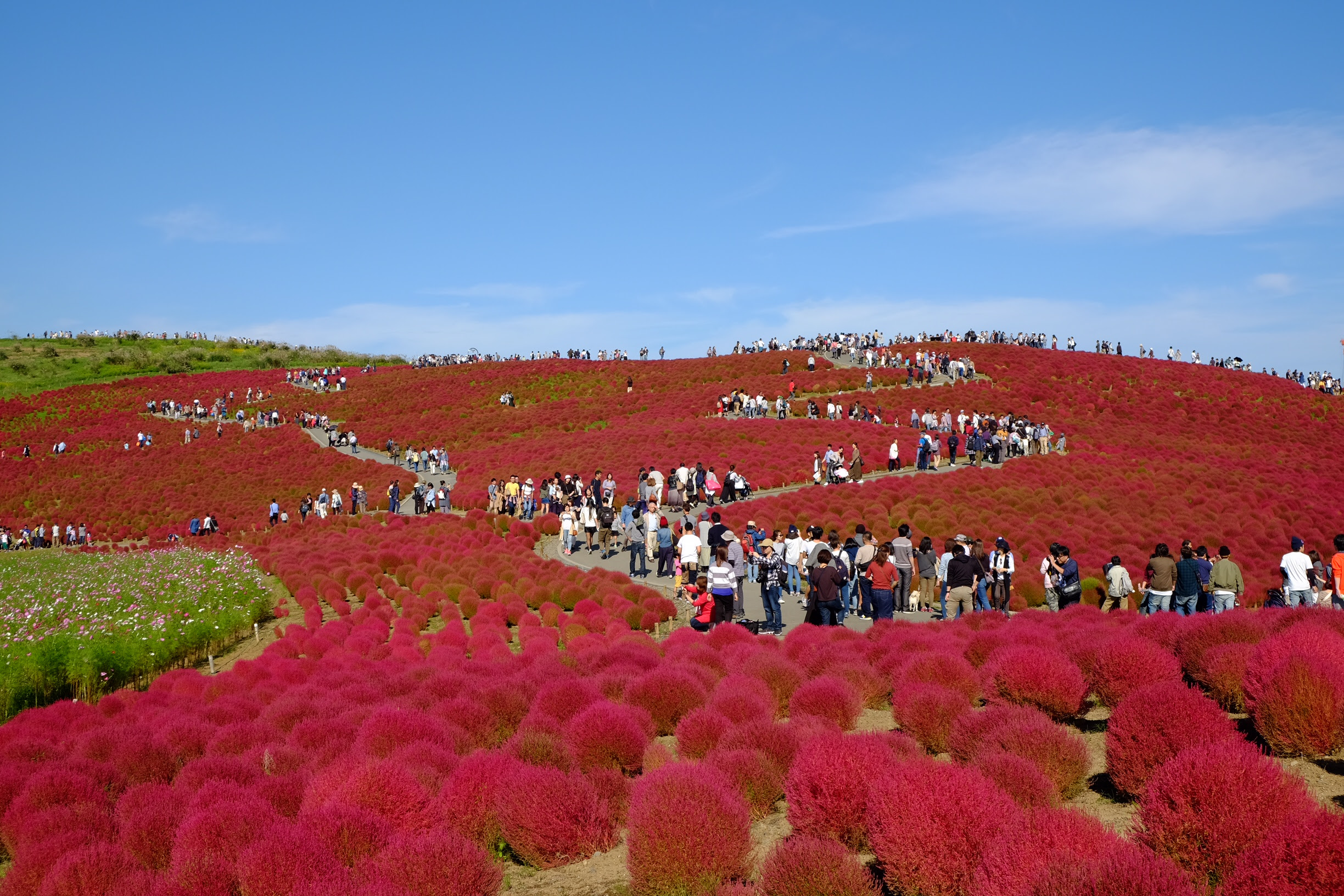 写真付き 車で行く国営ひたち海浜公園 コキア カメラ片手に旅に出よう