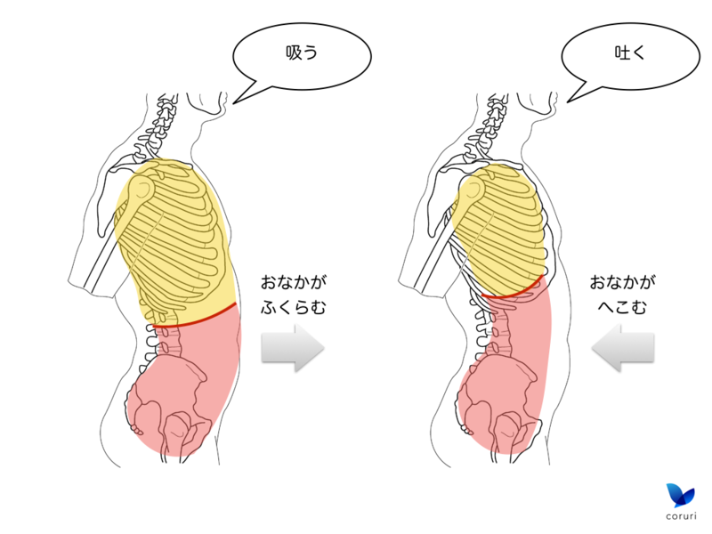 呼吸 なぜ吸うとお腹もふくらむの 腹式呼吸の仕方 バレエヨガインストラクター三科絵理のブログ