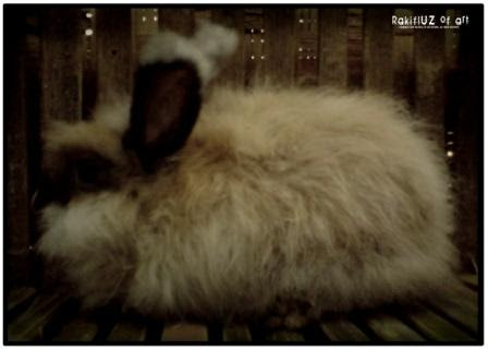 Angora warna kopi susu Rakifluz s Blog Angora warna kopi susu Rakifluz s Blog