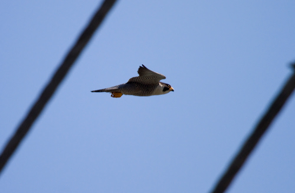 Brooklyn Bridge Male