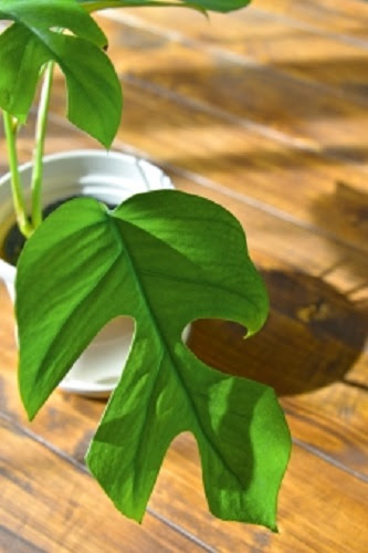 モンステラの葉焼けの対処方法には切るのが最適 方法やコツは モンステラの育て方