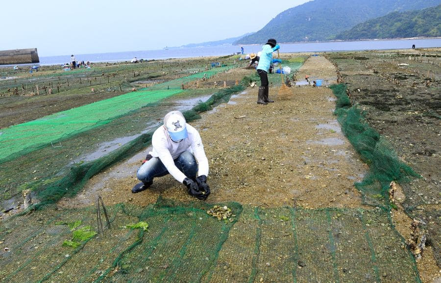大野あさりとは 大野あさり直売所 浜毛保漁業協同組合