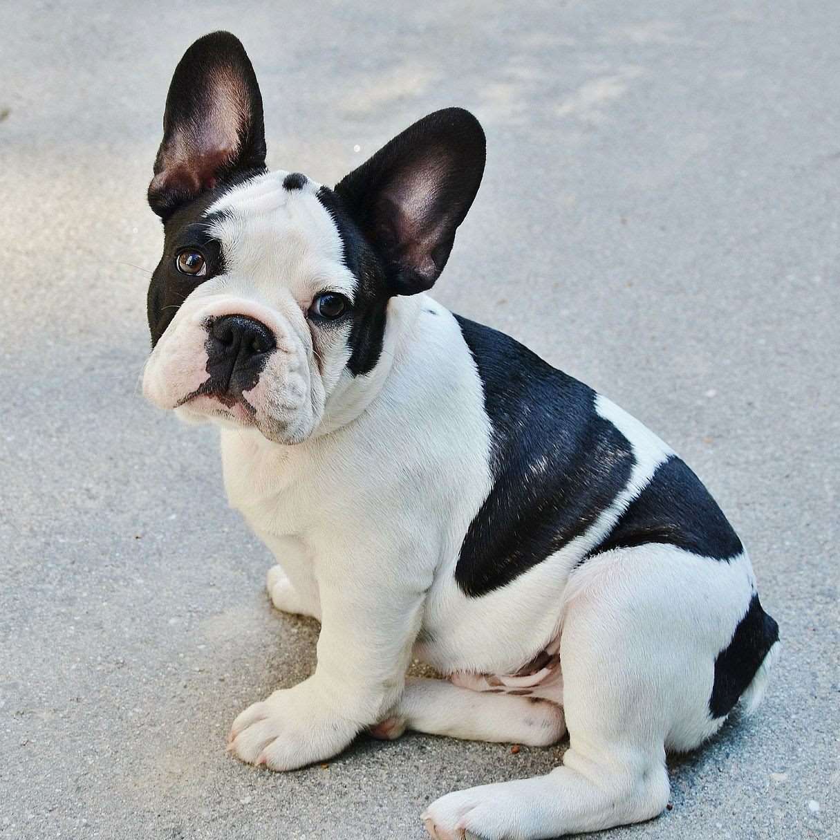 大人気のフレンチブルドッグ かわいい性格と気になるお値段