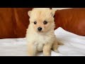 【人気ダウンロード！】 ポメチワ 成犬 191486-ポメチワ 成犬 可愛くない