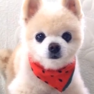 Twitterで話題 まん丸な目をしたポメラニアン俊介君の魅力に迫ろう 犬の総合情報サイト ペットスマイルニュースforワンちゃん