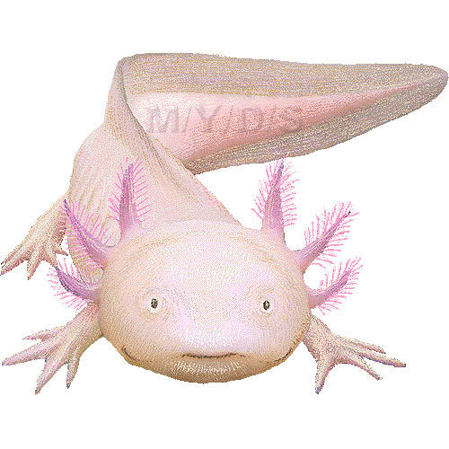 ウーパールーパー アホロートル メキシコ サラマンダーのイラスト 条件付フリー素材集