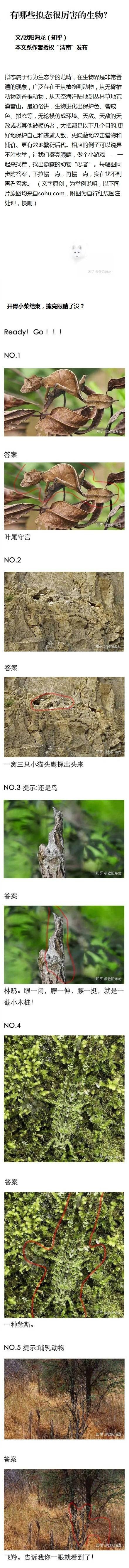 有哪些拟态很厉害的生物 拟态 生物 新浪新闻