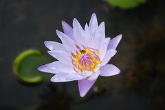 Purple Lotus (DSC_0040)