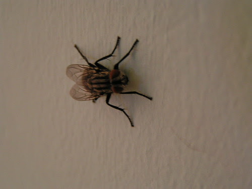 A fly on the wall.... by evesdropping, on Flickr