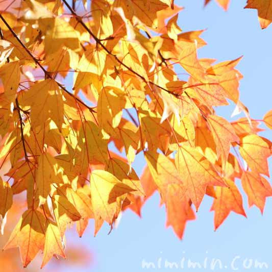 トウカエデの紅葉 黄葉 の写真 花言葉 みみみんブログ