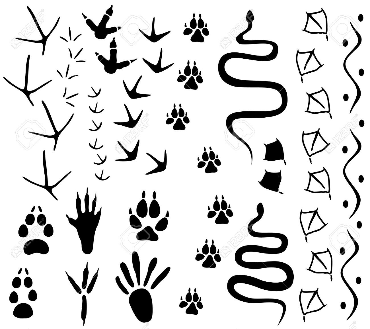 Download Animal Tracks Drawing at GetDrawings | Free download