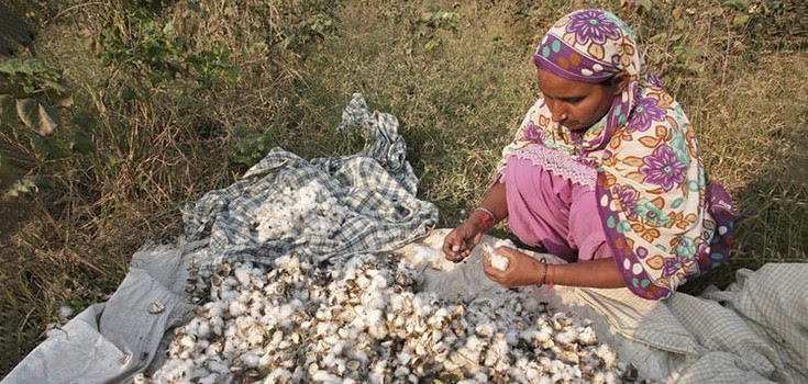 crops-cotton-indian-farmer-735-350
