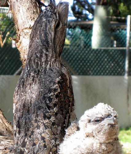 Tawny Frogmouth and chick in yard 9