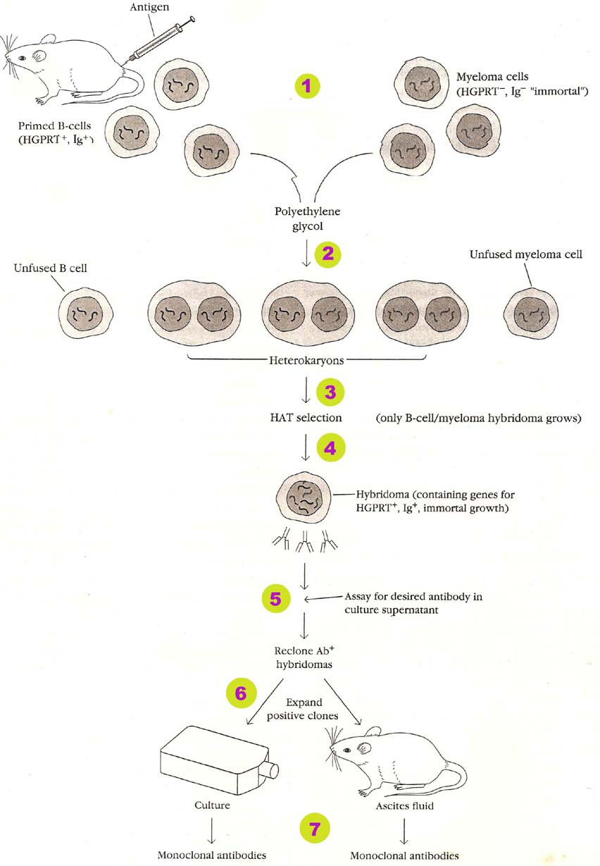 Hybridoma selection with hat