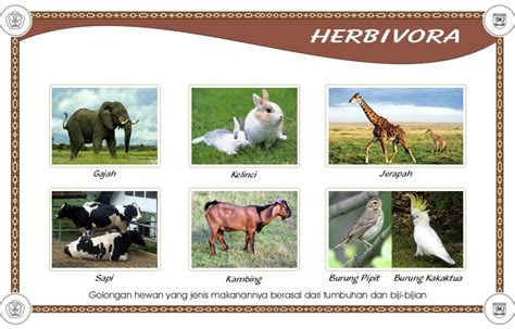 animal omnivora karnivora herbivora