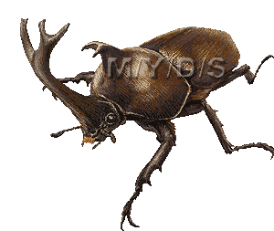兜虫 カブトムシのイラスト 条件付フリー素材集