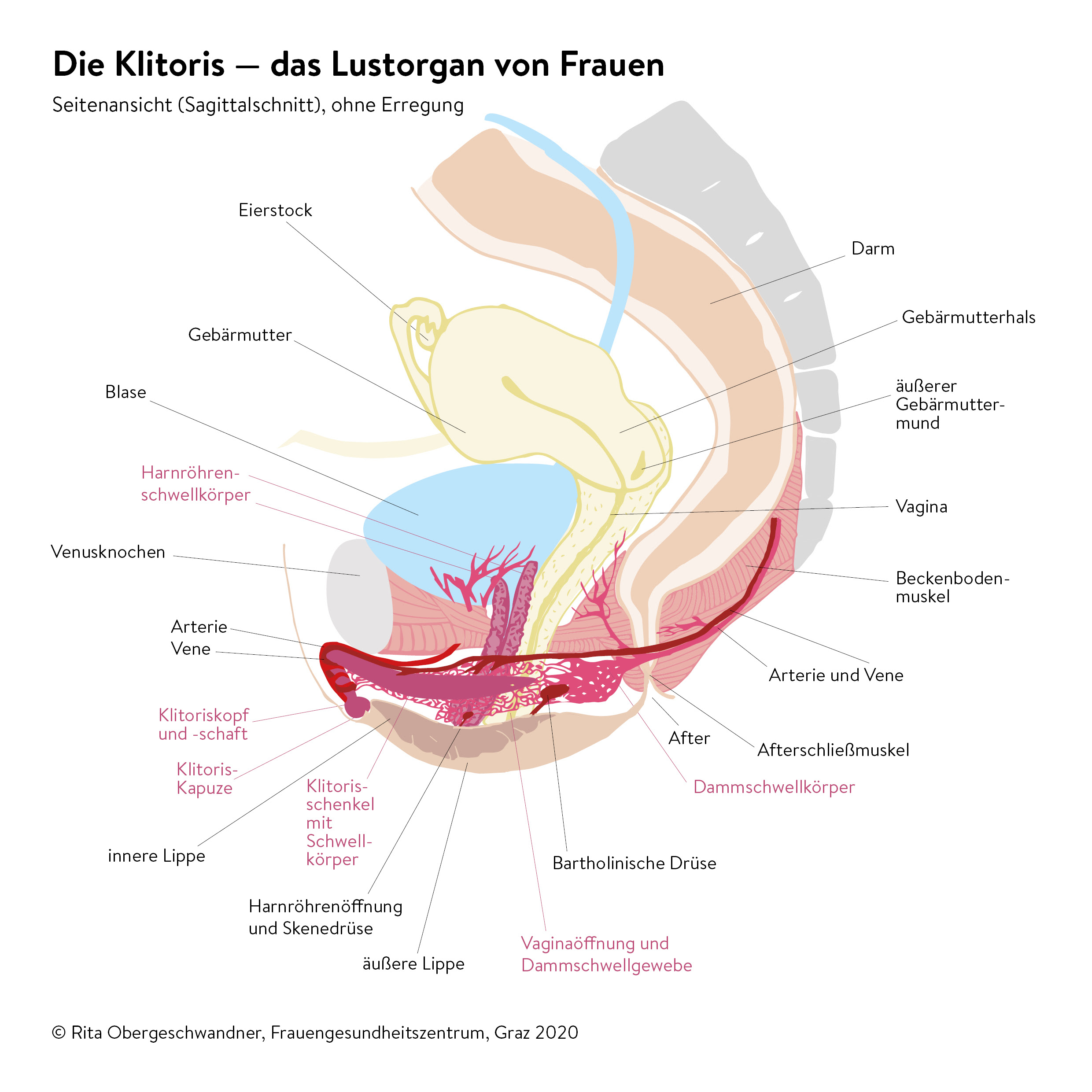 Frauengesundheitszentrum Die Klitoris Und Was Sie Alles Kann