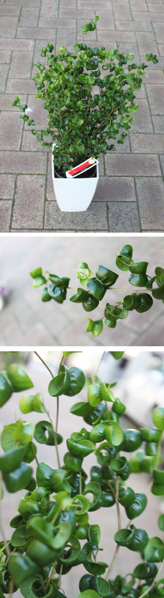 Br 観葉植物 フィクスベンジャミナバロック 花屋 生花店 フラワーショップ 南浦和駅 さいたま市 即日配達 当日 全国配送 花の店 Earlgrey アールグレイ