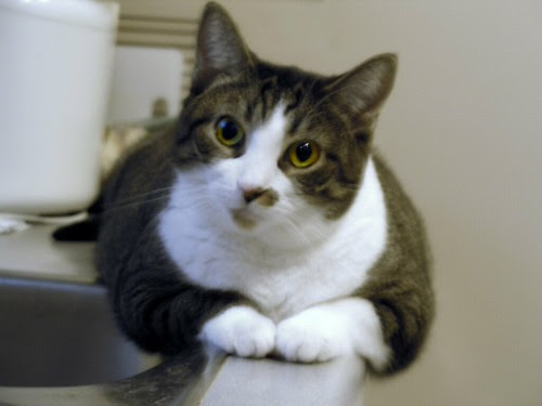 Why no, Mom, I'm not lying on the kitchen counter. by cherithsky