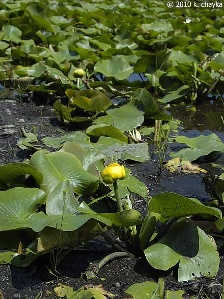 nuphar variegata yellow pond lily minnesota wildflowers