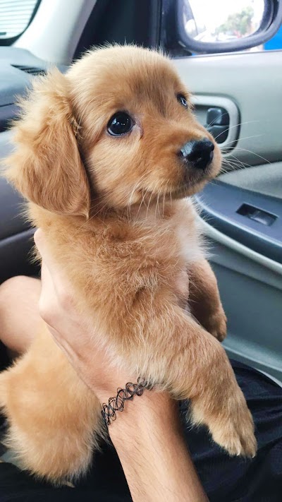 Wallpapers For Girls Cute Animals