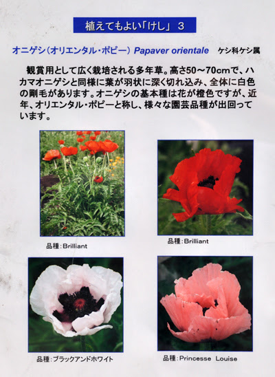 東京都薬用植物園 ６ 植えてはいけないケシ あんぐるエフ