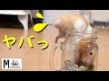 【ベストコレクション】 ��ムスター 画像 可愛い 112918-ハムスター 画像 可愛い