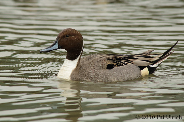 Northern pintail drake - Pat Ulrich Wildlife Photography