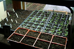 seedlings
