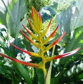 Heliconia