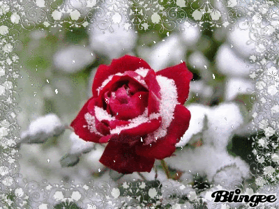 Image result for snow rose blingee