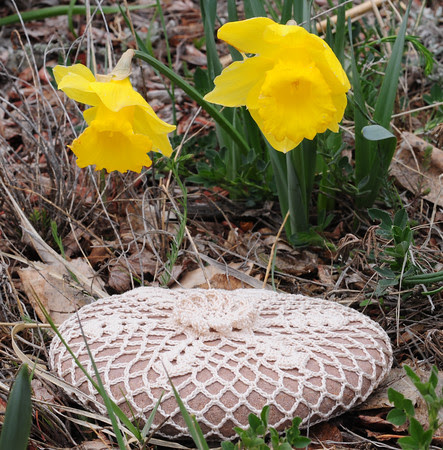 Daisyflake Rock and the last of the Daffodils
