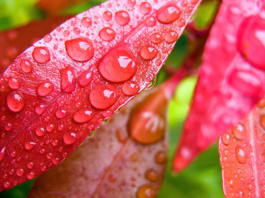 Keindahan Alam Pictures, Images amp; Photos  Photobucket