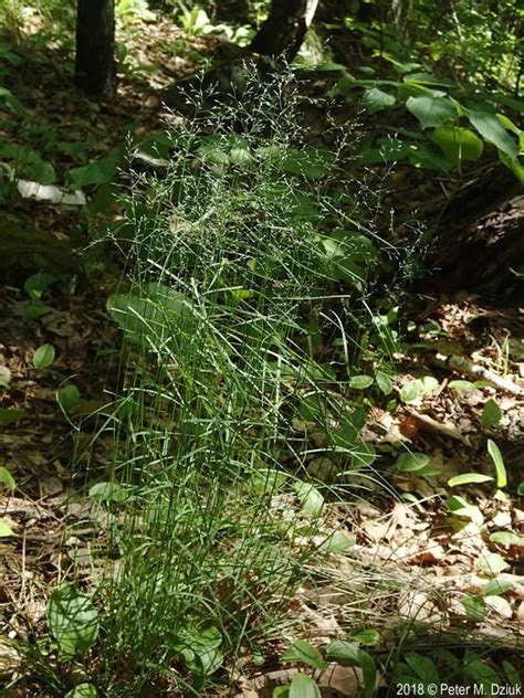 They may like one food one week and turn their noses up to it the next. Poa nemoralis (Wood Bluegrass): Minnesota Wildflowers
