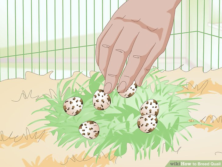 Breed Quail Step 21 Version 2.jpg