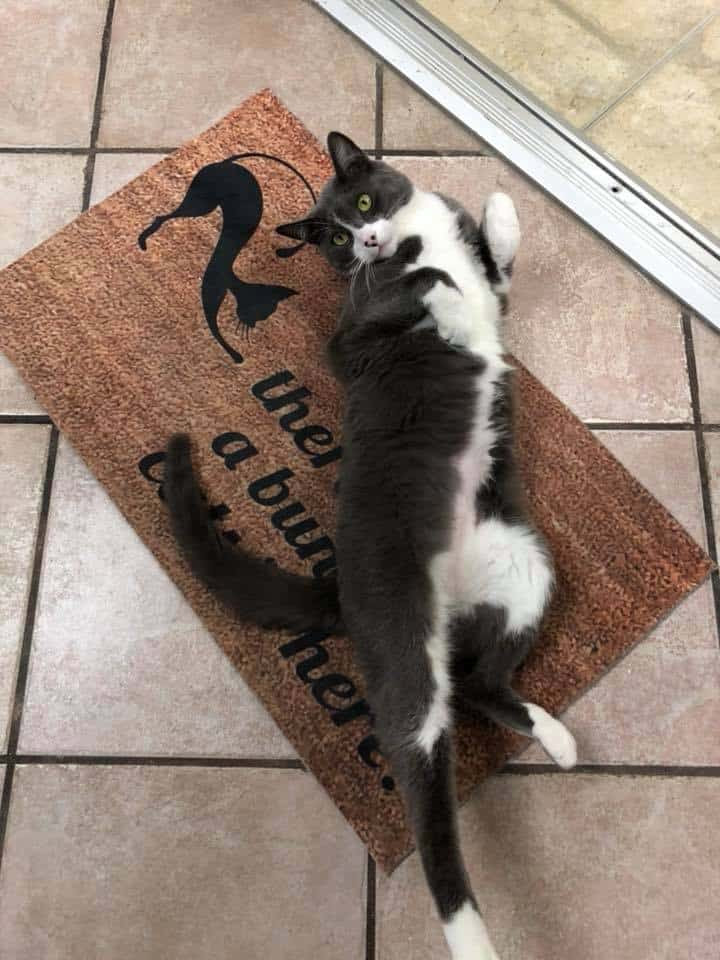 The Purrfect Cat Cat Cafe Camarillo California CatTipper The Purrfect Cat Cat Cafe Camarillo California CatTipper
