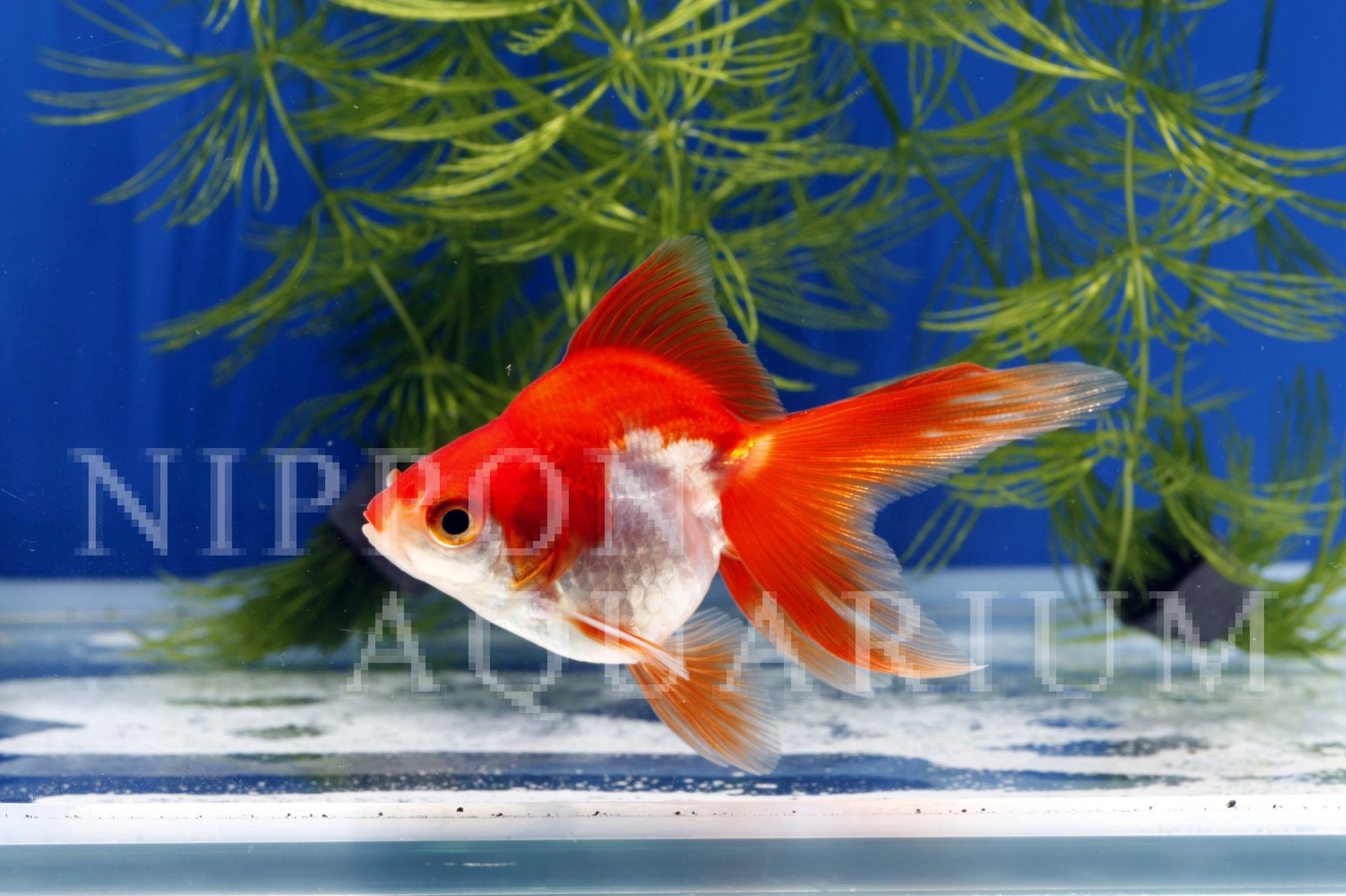 更紗琉金 寿命 病気 熱帯魚図鑑 熱帯魚の飼育 混泳 繁殖 病気など