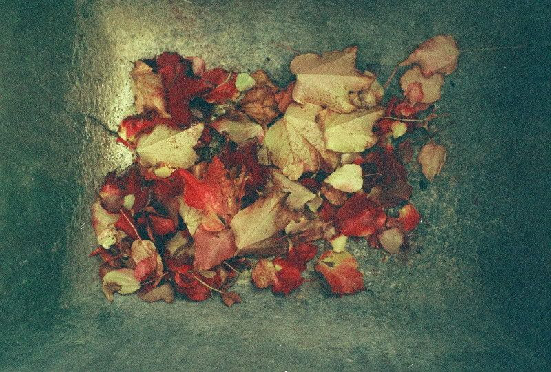 leaves