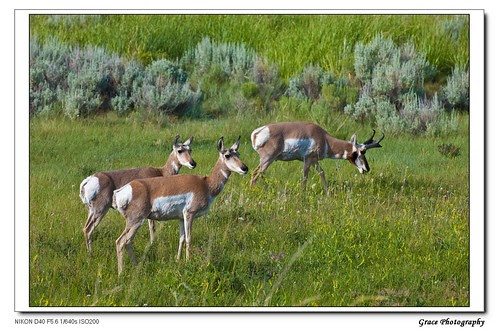 Pronghorn sheep