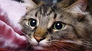 Trend Terbaru Kitty Cat Cat, Cat Cafe